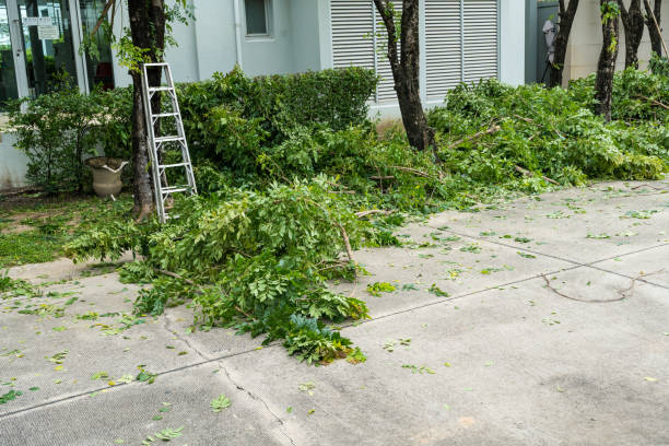 Best Dead Tree Removal  in USA